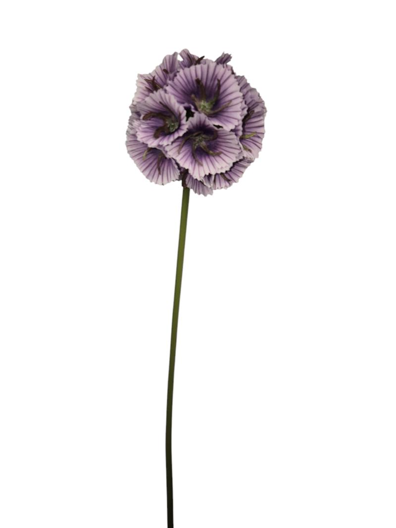P Zijden Scabiosa, 60cm, Wired, Purple