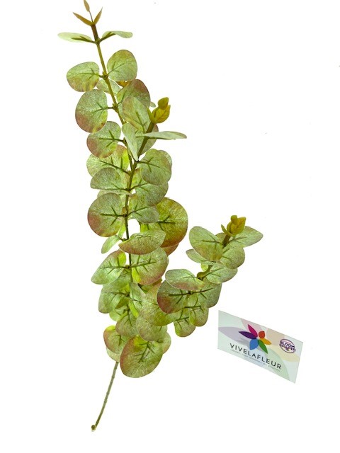 Euca Lente L80cm
