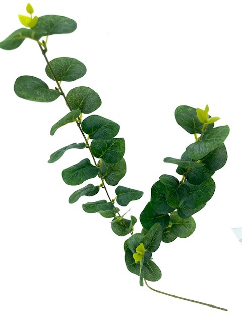Euca Groen L80cm