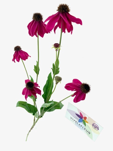 Echinea Bloeiend Cerise L65cm