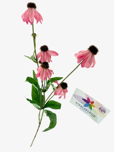 Echinea Bloeiend Roze L65cm