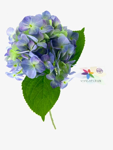 Hortensia Blauw L50cm