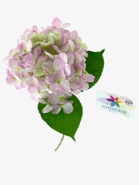 Hortensia Roze L50cm