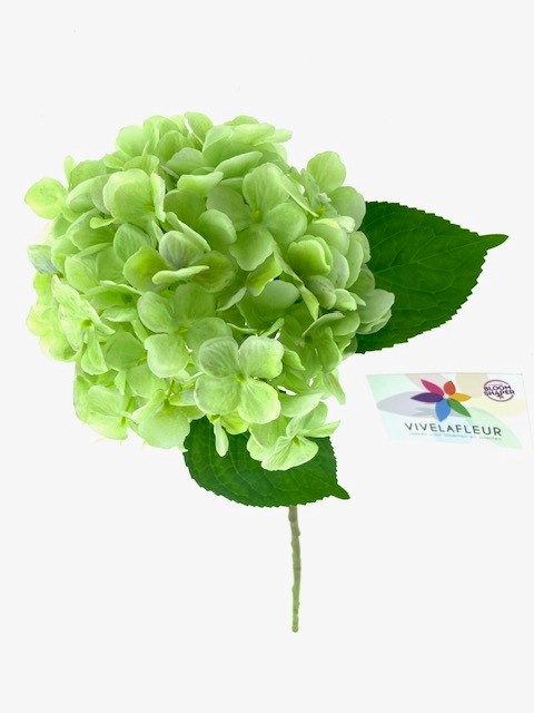 Hortensia Groen L50cm