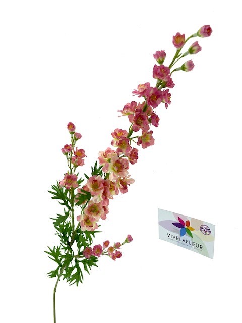 Delphinium Roze L85cm