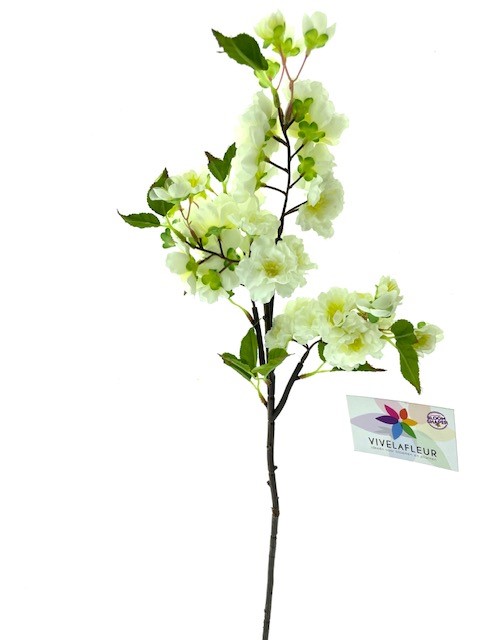 Prunus Wit L 80cm