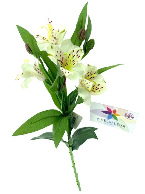 Alstromeria Wit 70cm