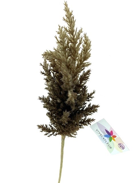Astilbe Bruin XL 94cm