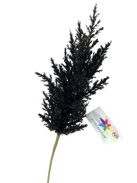 Astilbe Zwart XL 90cm