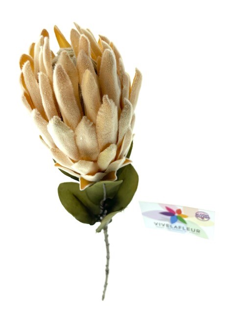 Protea Amber 61cm