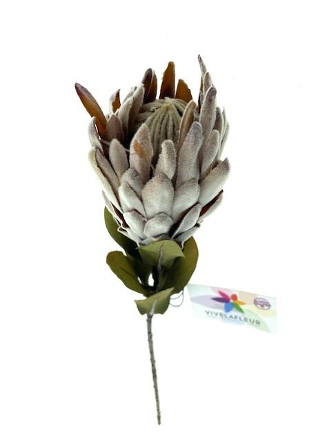 Protea Oud Bruin 60cm