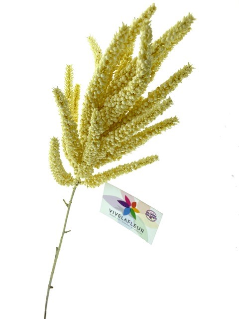 Setaria Creme 83cm
