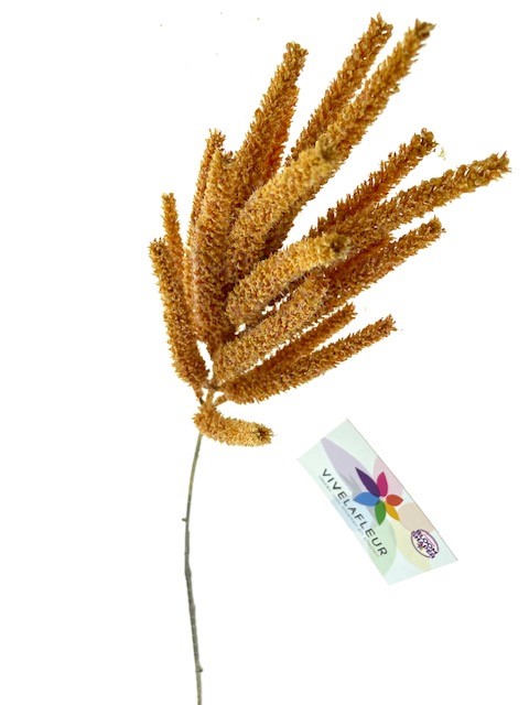 Setaria Oranje 83cm