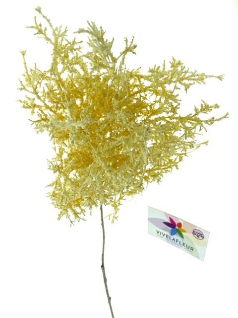Pluim Lavendula Creme 80cm