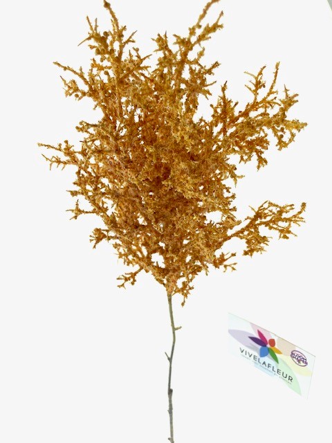 Pluim Lavendula Oranje 80cm