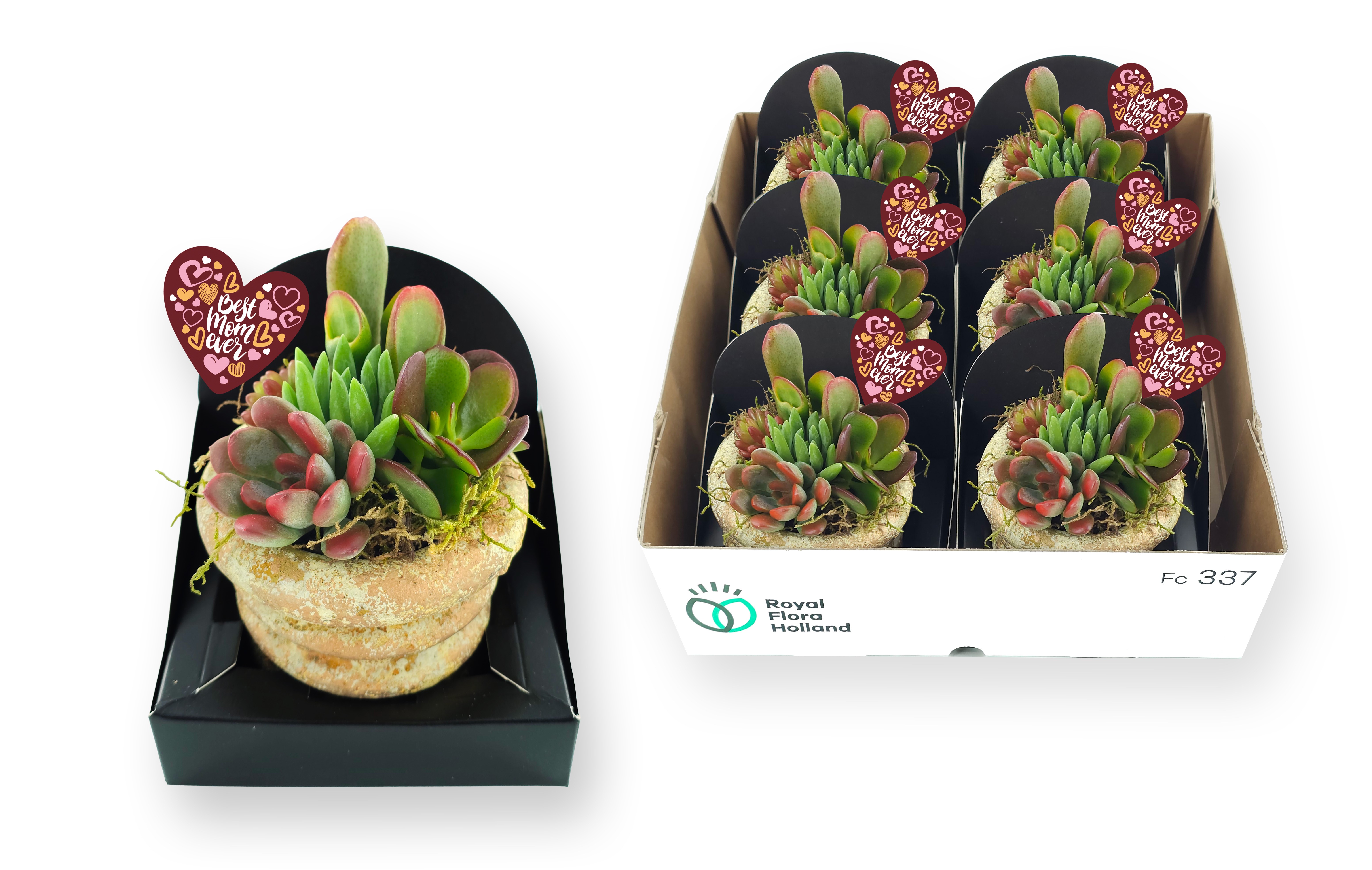 arddeco MD ceramic